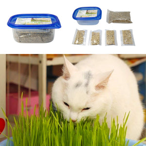 Wheat Grass Kit your Cat will Love